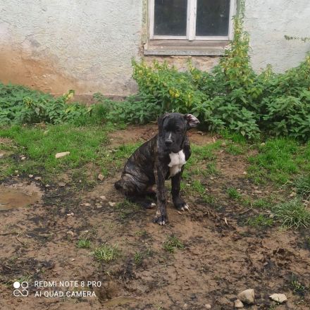 Cane Corso Doggenmischlingswelpe Stromer