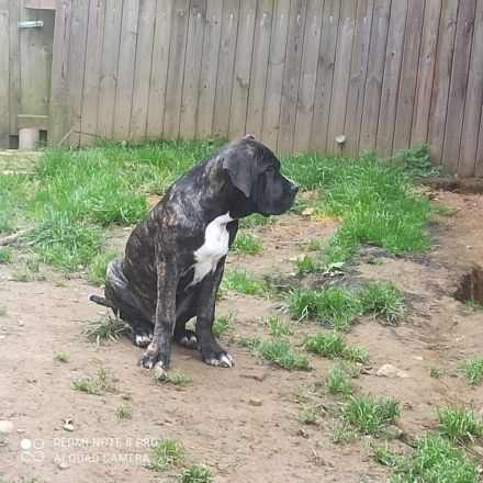 Cane Corso Doggenmischlingswelpe Stromer