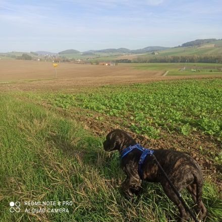Cane Corso Doggenmischlingswelpe Stromer