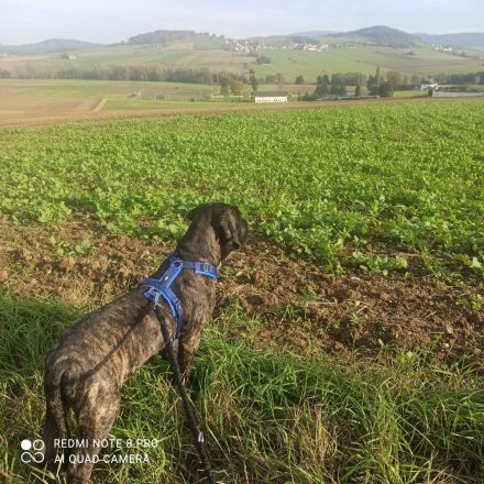 Cane Corso Doggenmischlingswelpe Stromer