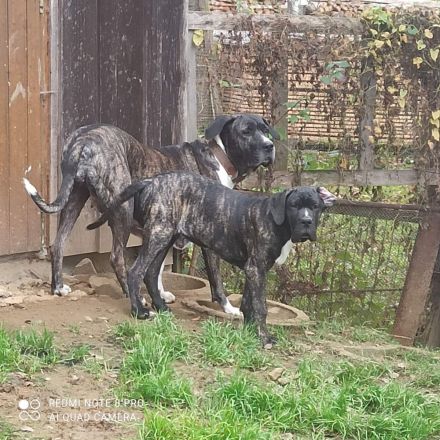 Cane Corso Doggenmischlingswelpe Stromer