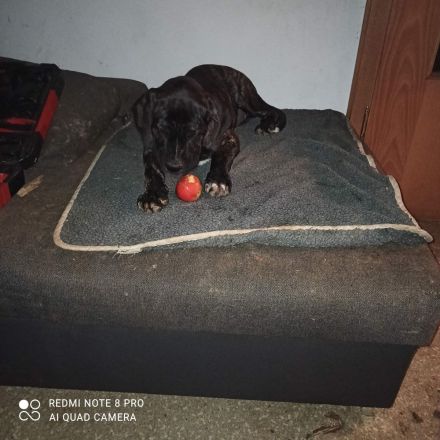 Cane Corso Doggenmischlingswelpe Stromer