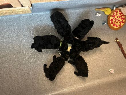 4 süße kleinpudelwelpen zu verkaufen 2x Rüde, 2xWeibchen