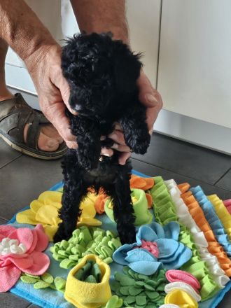 4 süße kleinpudelwelpen zu verkaufen 2x Rüde, 2xWeibchen