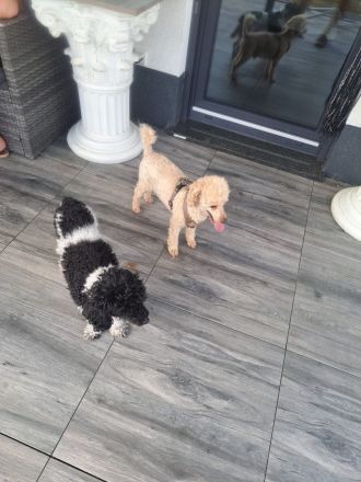 4 süße kleinpudelwelpen zu verkaufen 2x Rüde, 2xWeibchen