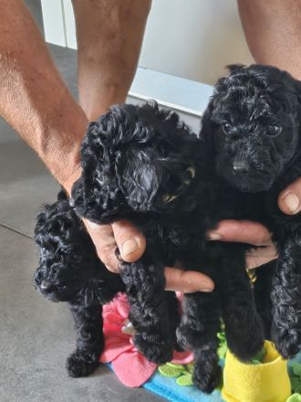 4 süße kleinpudelwelpen zu verkaufen 2x Rüde, 2xWeibchen