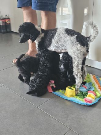 4 süße kleinpudelwelpen zu verkaufen 2x Rüde, 2xWeibchen