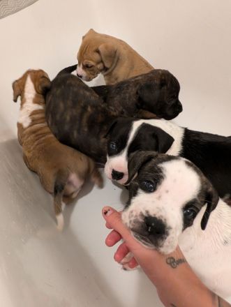 Bulldoggen Mischlingswelpen suchen noch ein Zuhause