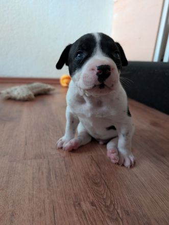 Bulldoggen Mischlingswelpen suchen noch ein Zuhause