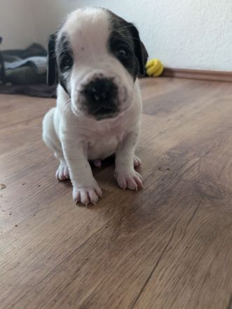 Bulldoggen Mischlingswelpen suchen noch ein Zuhause