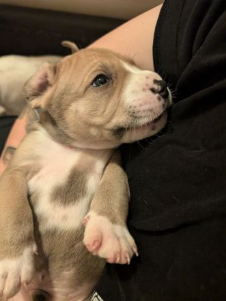 Bulldoggen Mischlingswelpen suchen noch ein Zuhause