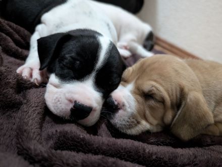 Bulldoggen Mischlingswelpen suchen noch ein Zuhause