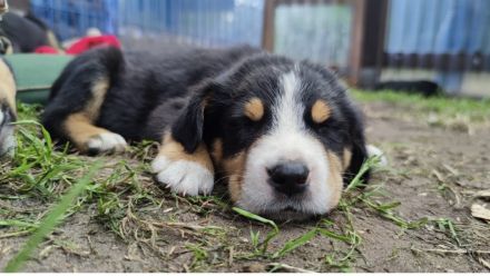 Großer Schweizer Sennenhund Welpen