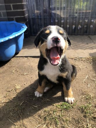 Großer Schweizer Sennenhund Welpen