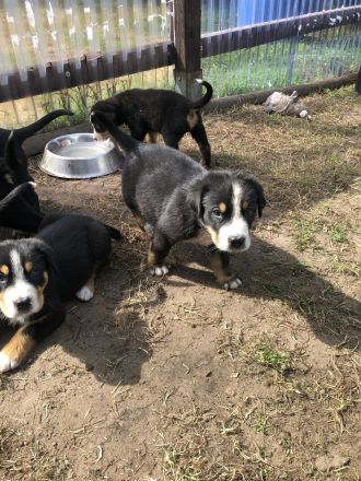 Großer Schweizer Sennenhund Welpen