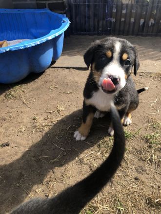 Großer Schweizer Sennenhund Welpen