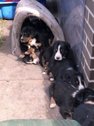 Großer Schweizer Sennenhund Welpen