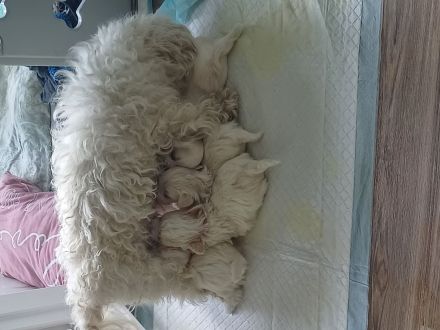 Malteser-Rüden Abgabe 1.Novemberwoche