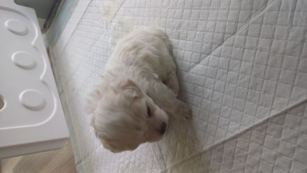 Malteser-Rüden Abgabe 1.Novemberwoche