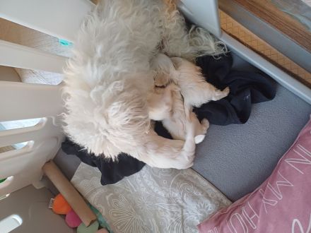 Malteser-Rüden Abgabe 1.Novemberwoche