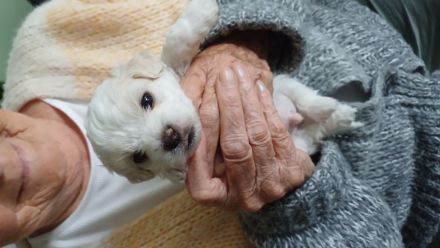 Malteser-Rüden Abgabe 1.Novemberwoche