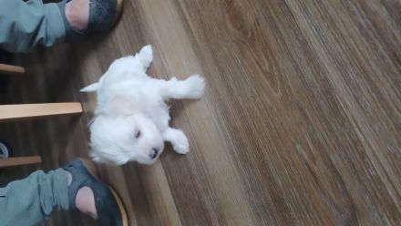 Malteser-Rüden Abgabe 1.Novemberwoche