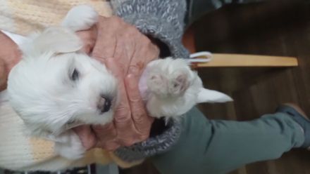 Malteser-Rüden Abgabe 1.Novemberwoche