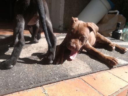 XL Pitbull Welpen