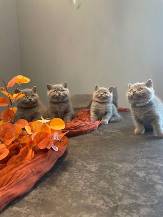 Reinrassige Britische Kurzhaar Kitten