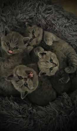Reinrassige Britische Kurzhaar Kitten