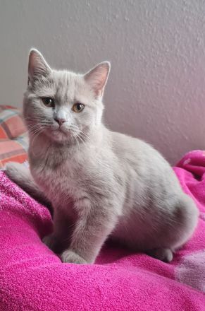 BKH Kitten in liebevolle Hände abzugeben