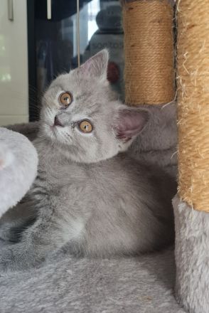 BKH Kitten in liebevolle Hände abzugeben