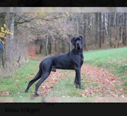 Deutsche Dogge