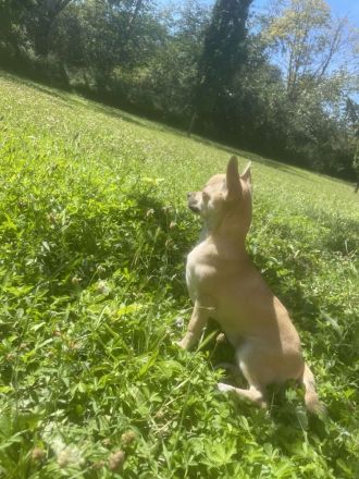 Zwei liebevolle Chihuahua-Hunde suchen ein neues Zuhause!