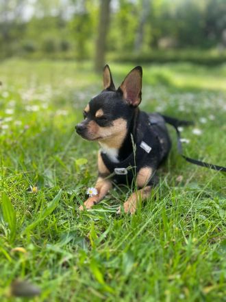 Zwei liebevolle Chihuahua-Hunde suchen ein neues Zuhause!