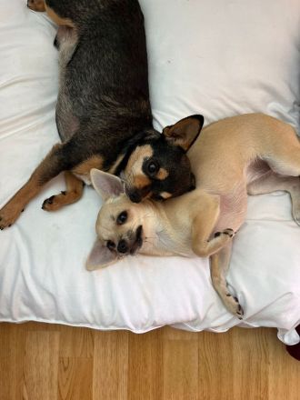 Zwei liebevolle Chihuahua-Hunde suchen ein neues Zuhause!