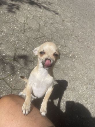 Zwei liebevolle Chihuahua-Hunde suchen ein neues Zuhause!