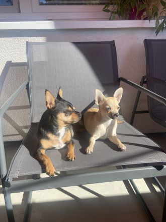 Zwei liebevolle Chihuahua-Hunde suchen ein neues Zuhause!