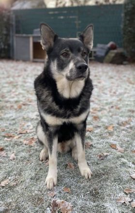 Jämthund nordische Rasse, der schwedische Nationalhund