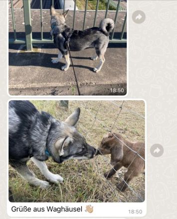 Jämthund nordische Rasse, der schwedische Nationalhund