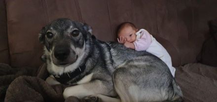 Jämthund nordische Rasse, der schwedische Nationalhund