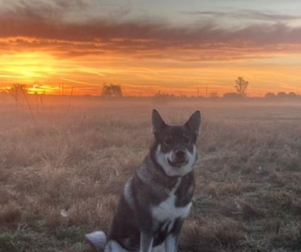 Jämthund nordische Rasse, der schwedische Nationalhund