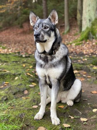 Jämthund nordische Rasse, der schwedische Nationalhund