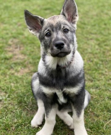 Jämthund nordische Rasse, der schwedische Nationalhund