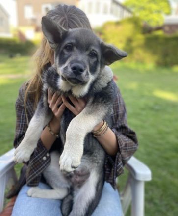 Jämthund nordische Rasse, der schwedische Nationalhund