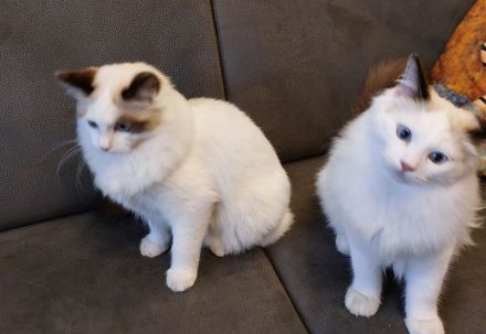 2 Ragdoll Jungs ( M ) suchen ein neues Zuhause ( nur zusammen abzugeben!)