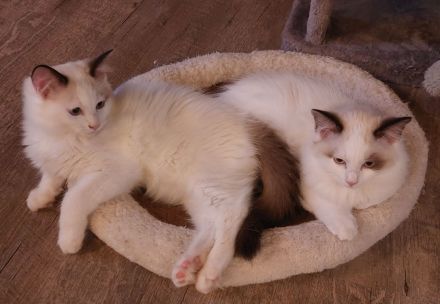 2 Ragdoll Jungs ( M ) suchen ein neues Zuhause ( nur zusammen abzugeben!)