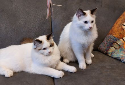 2 Ragdoll Jungs ( M ) suchen ein neues Zuhause ( nur zusammen abzugeben!)