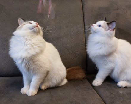 2 Ragdoll Jungs ( M ) suchen ein neues Zuhause ( nur zusammen abzugeben!)