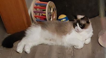 2 Ragdoll Jungs ( M ) suchen ein neues Zuhause ( nur zusammen abzugeben!)